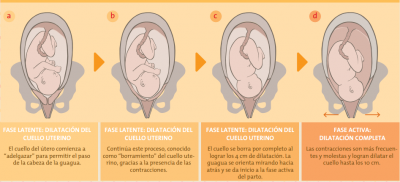 fase latente